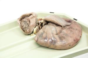Preserved Cow Uterus, Pregnant