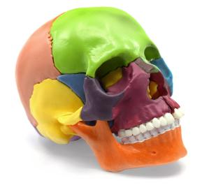 Model mini skull, painted