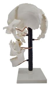 Model skull beauchene, natural