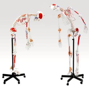 Model skeleton muscular flexible