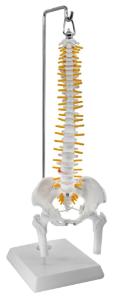 Model spinal with nerve pelvis femur