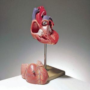 Somso® Heart Model