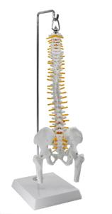 Model spinal with nerve pelvis femur