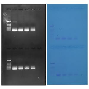 Discovering QPCR results