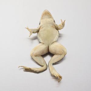 Ward's® Pure Preserved™ Grassfrogs