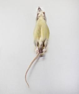 Ward's® Pure Preserved™ Rats, Plain