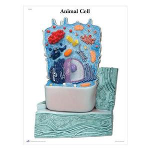 Poster sticky animal cell