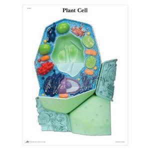 Poster sticky plant cell