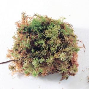 Sphagnum