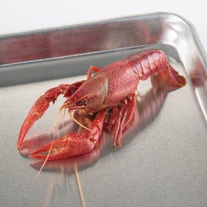 Ward's® Pure Preserved™ Crayfish
