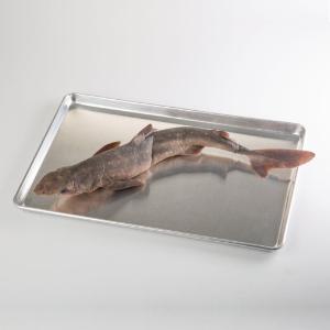 Ward's® Pure Preserved™ Dogfish Sharks, 22 to 27"
