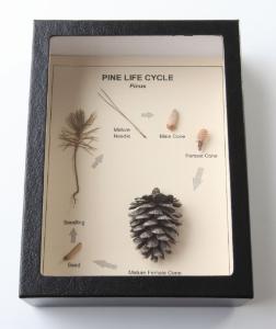 Pine Life Cycle Riker Mount, Ward’s®