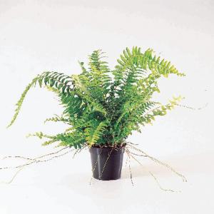 Boston Fern