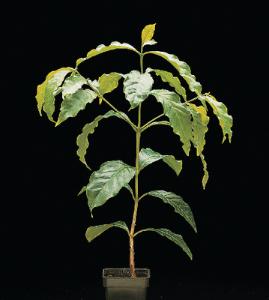 Coffee Plant