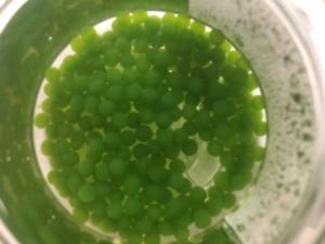 Ward's® Algae Beads (<i>Scenedesmus sp.</i>)