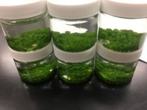 Ward's® Algae Beads (<i>Scenedesmus sp.</i>)