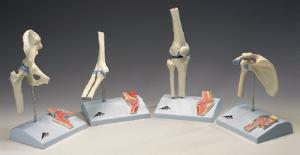 3B Scientific® Mini Joint with Cross-Section Model Set