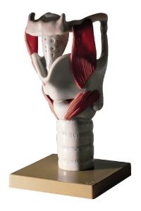Somso® Comprehensive Functional Larynx Model