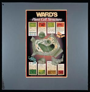 Ward's® Plant And Animal Cell Structure Poster Sets | Ward's Science