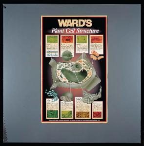 Ward's® Plant And Animal Cell Structure Poster Sets | Ward's Science Ward's® Plant And Animal Cell Structure Poster Sets | Ward's Science