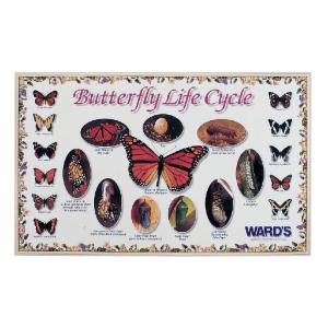 Ward's® Butterfly Life Cycle Poster