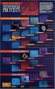 Chart Only, Freshwater Protists
