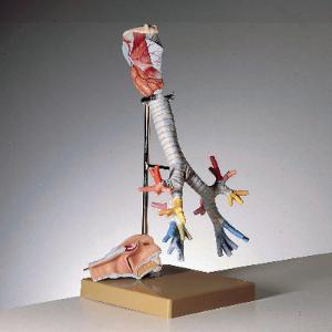 Somso® Larynx with Trachea Model