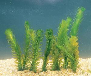 Ward's® Live <i>Elodea densa</i> Aquatic Plants
