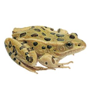 Ward's® Live Grassfrogs (<i>Rana pipiens</i>)