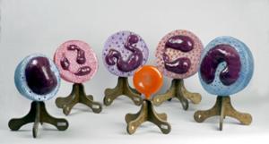 Blood Cells Model Set