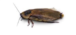 Bulk Cave Roach