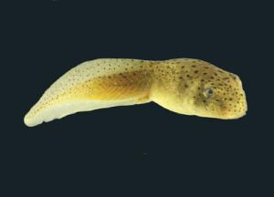 Ward's® Live Bullfrog Tadpoles (<i>Rana catesbeiana</i>)