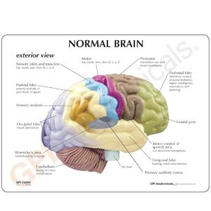 GPI Anatomicals® Basic Half Brain Model