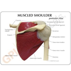 GPI Anatomicals® Muscled Joint Models