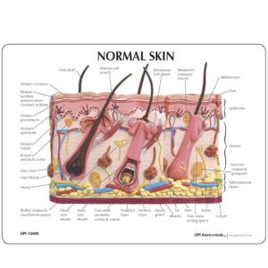 GPI Anatomicals® Skin Health Models