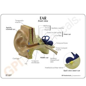 GPI Anatomicals® Basic Ear Model