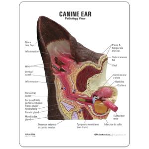 GPI Anatomicals® Canine Ear Model