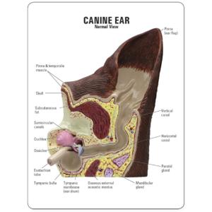 GPI Anatomicals® Canine Ear Model
