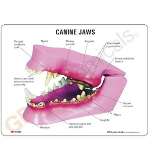 GPI Anatomicals® Canine Jaw Model