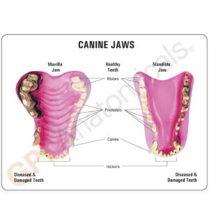 GPI Anatomicals® Canine Jaw Model