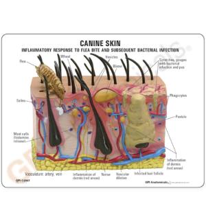 GPI Anatomicals® Canine Skin Model
