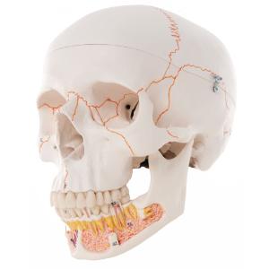 3B Scientific® Numbered Skulls With Open Dentition