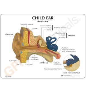 GPI Anatomicals® Child Ear Model