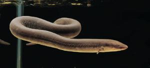 Ward's® Live Congo Eel (Amphiuma means&nbsp;or&nbsp;Amphiuma tridactylum)
