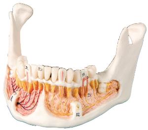 3B Scientific® Numbered Skulls With Open Dentition