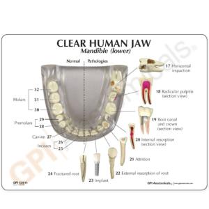 GPI Anatomicals® Clear Human Jaw with Teeth Model