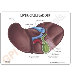 GPI Anatomicals® Basic Liver Model