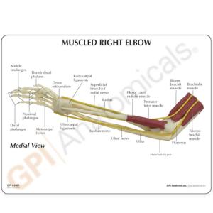 GPI Anatomicals® Introductory Arm Musculature Model