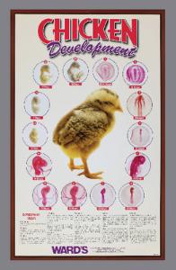 Ward's® Chicken Development Poster