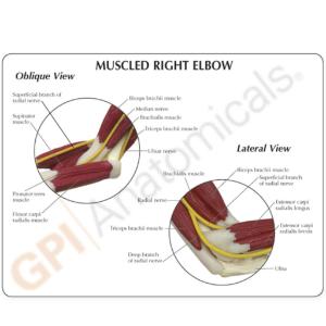 GPI Anatomicals® Introductory Arm Musculature Model